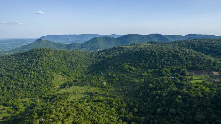 Día del Medio Ambiente: suman 200.000 nuevos árboles a bosques de Paraguay