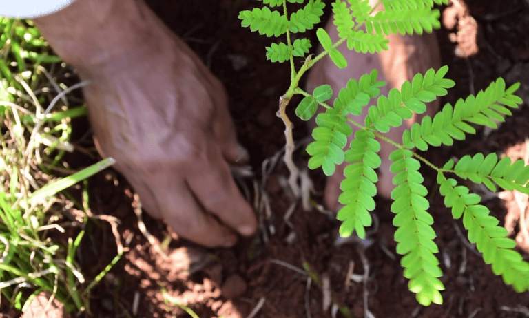 Todo listo para ‘Paraguay Planta’, una nueva jornada de plantación de árboles nativos
