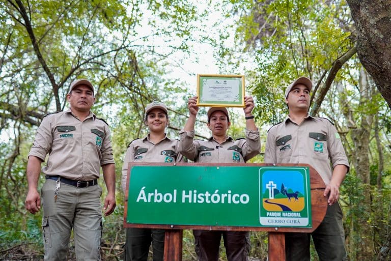 El “Árbol histórico” del Parque Cerro Corá se convierte en el primer ganador Colosos de la Tierra