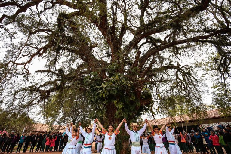  A Todo Pulmón invita a todas las escuelas y colegios a participar de la nueva categoría “El Árbol de mi Escuela” de Colosos de la Tierra