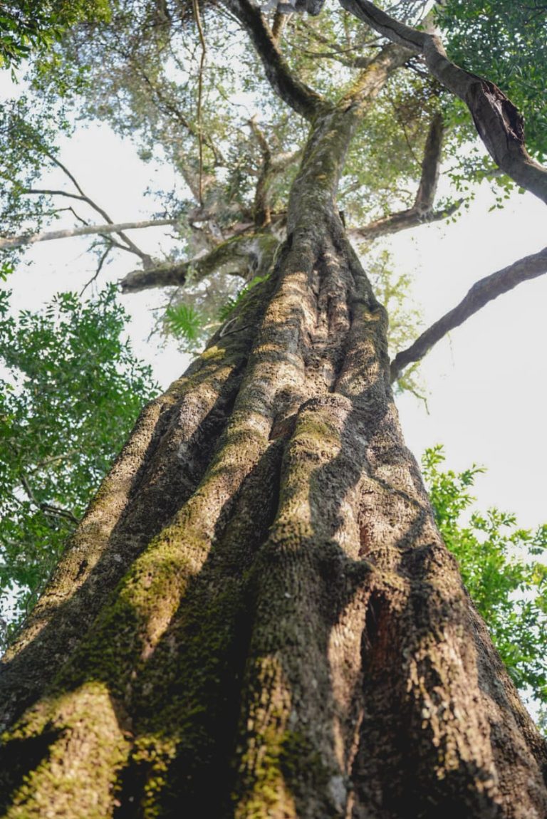 Los árboles de áreas protegidas se hacen protagonistas de su propia categoría en “Colosos de la Tierra”