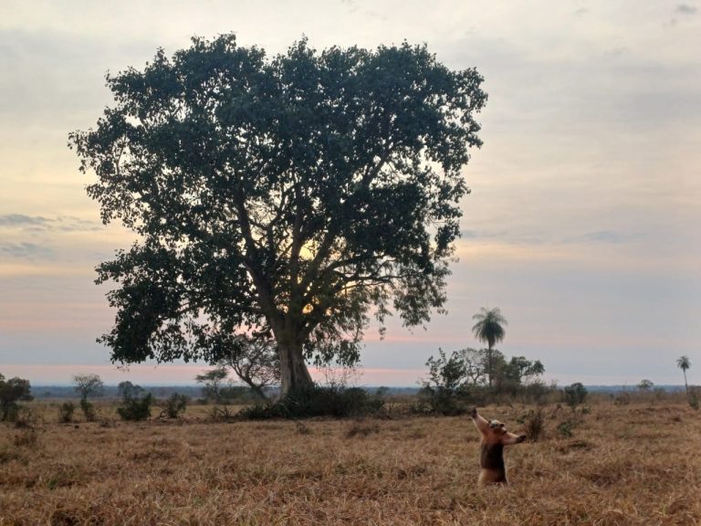 Un árbol y su peculiar guardián ganan la Mejor Fotografía de Naturaleza 2024 