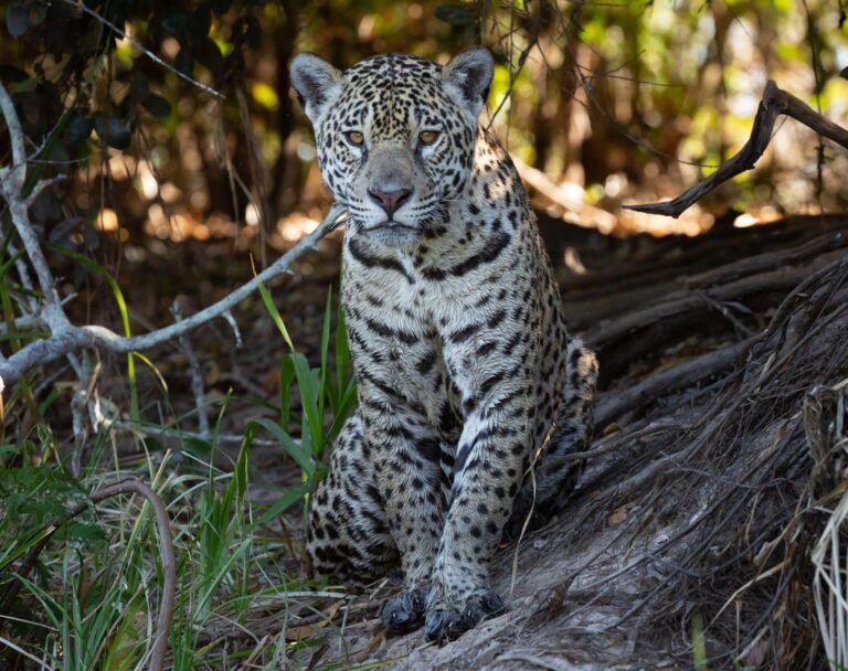 Paraguay Más Jaguareté – Chovoreca