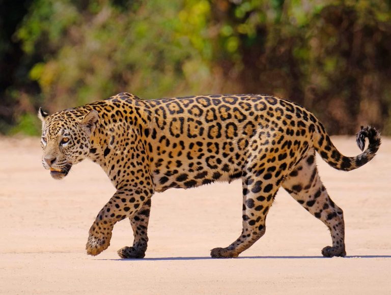 Paraguay Más Jaguareté – Chaco